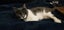 Bean – Stunning Young Cat with a Nike Tick on Her Face! Carousel 3