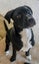 Sox (Ellie's Canine Rescue & Rehome) Carousel 4