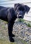 Cole (Ellie's Canine Rescue & Rehome) Carousel 2