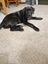 Cole (Ellie's Canine Rescue & Rehome) Carousel 3