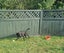 Cole (Ellie's Canine Rescue & Rehome) Carousel 4