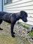 Cole (Ellie's Canine Rescue & Rehome) Carousel 5