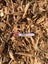 Pine Woodchip (1m3) Carousel 1