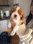 Cavalier King Charles puppies Carousel 19