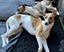 Blossom & Speedy (missing whippets) Carousel 5