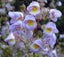 Jovellana violacea or violet teacup unusual cascading flowers small shrub Carousel 1