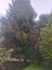 Rimu tree Carousel 1