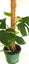 Variegated Monstera Aurea Mother Plant $1 Reserve Carousel 5