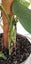 Variegated Monstera Aurea Mother Plant $1 Reserve Carousel 6