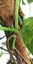 Variegated Monstera Aurea Mother Plant $1 Reserve Carousel 8