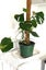 Variegated Monstera Aurea Mother Plant $1 Reserve Carousel 3