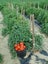 TIMBER FILLETS / PACKERS / HARDWOOD AND PINE - PER STACK - TS7766 Carousel 9