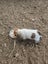 Foxy/Jack Russell X puppies Carousel 5