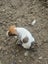 Foxy/Jack Russell X puppies Carousel 3