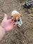 Foxy/Jack Russell X puppies Carousel 4