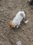 Foxy/Jack Russell X puppies Carousel 6