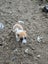 Foxy/Jack Russell X puppies Carousel 8