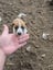 Foxy/Jack Russell X puppies Carousel 9