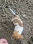 Foxy/Jack Russell X puppies Carousel 11
