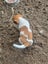 Foxy/Jack Russell X puppies Carousel 10