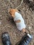 Foxy/Jack Russell X puppies Carousel 14