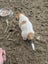 Foxy/Jack Russell X puppies Carousel 12