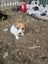 Foxy/Jack Russell X puppies Carousel 15