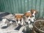 Foxy/Jack Russell X puppies Carousel 16