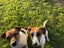 Foxy/Jack Russell X puppies Carousel 17
