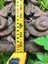 5 Antique Victorian Industrial Cast Iron lamp posts columns or stands Carousel 12
