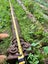 5 Antique Victorian Industrial Cast Iron lamp posts columns or stands Carousel 9