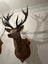 Trophy Deer Head 17 Pointer - Taxidermy Carousel 5
