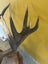 Trophy Deer Head 17 Pointer - Taxidermy Carousel 8