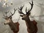 Trophy Deer Head 17 Pointer - Taxidermy Carousel 11
