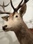 Trophy Deer Head 17 Pointer - Taxidermy Carousel 13