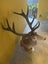 Trophy Deer Head 17 Pointer - Taxidermy Carousel 14