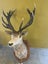 Trophy Deer Head 17 Pointer - Taxidermy Carousel 15