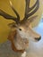 Trophy Deer Head 17 Pointer - Taxidermy Carousel 6