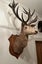 Trophy Deer Head 17 Pointer - Taxidermy Carousel 9