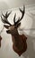 Trophy Deer Head 17 Pointer - Taxidermy Carousel 7