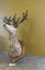 Trophy Deer Head 17 Pointer - Taxidermy Carousel 4