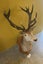 Trophy Deer Head 17 Pointer - Taxidermy Carousel 12