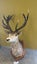 Trophy Deer Head 17 Pointer - Taxidermy Carousel 10