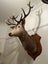 Trophy Deer Head 14 Pointer - Taxidermy Carousel 5