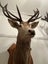 Trophy Deer Head 14 Pointer - Taxidermy Carousel 7
