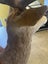 Trophy Deer Head 14 Pointer - Taxidermy Carousel 8