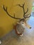 Trophy Deer Head 14 Pointer - Taxidermy Carousel 9