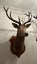 Trophy Deer Head 14 Pointer - Taxidermy Carousel 3