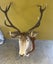 Trophy Deer Head 14 Pointer - Taxidermy Carousel 6