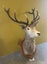 Trophy Deer Head 14 Pointer - Taxidermy Carousel 4